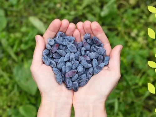 Ankstyvas vasaros džiaugsmas – sausmedžio uogos