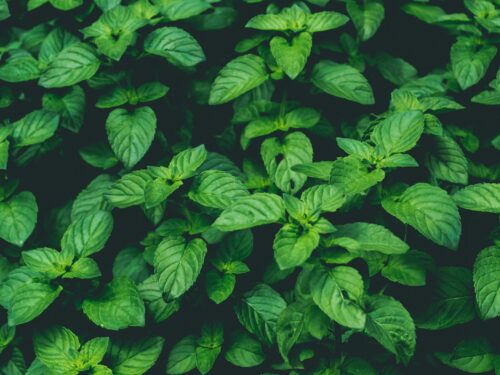 shallow focus photography of green plant