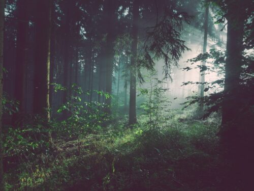 trees on forest with sun rays