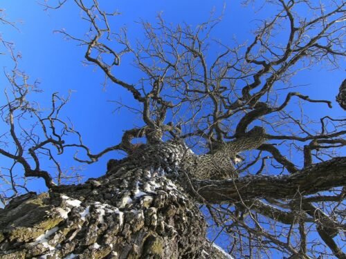 Baltvydžio (Belovežo) Girioje - Ąžuo­lai Lie­tu­vos val­do­vų var­dais