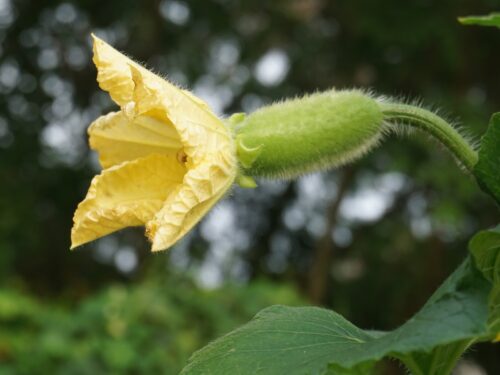 a close up of a yellow flower with green leaves