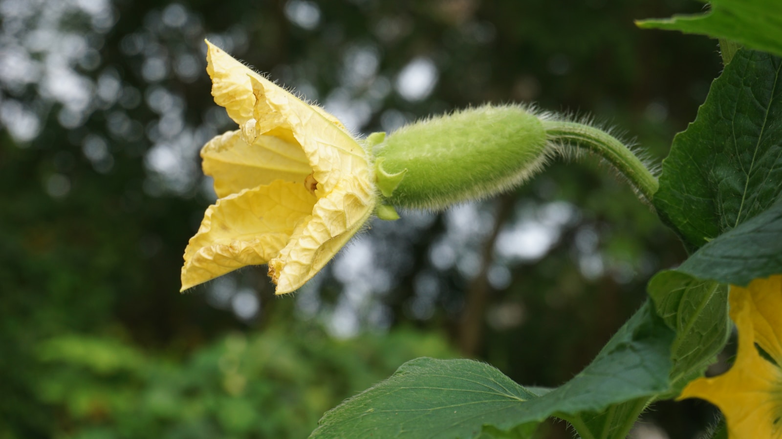 a close up of a yellow flower with green leaves