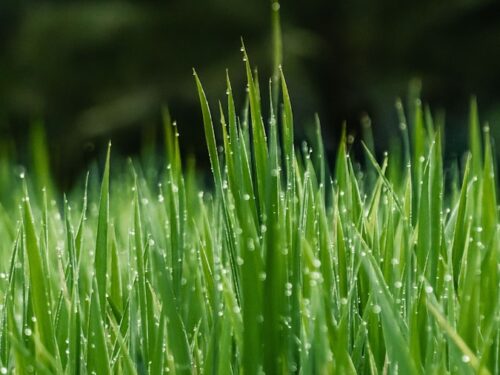 green grass field in close-up photo