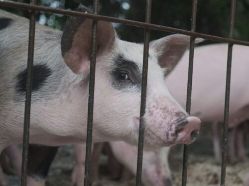 a close-up of a pig