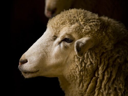 white sheep macro photography