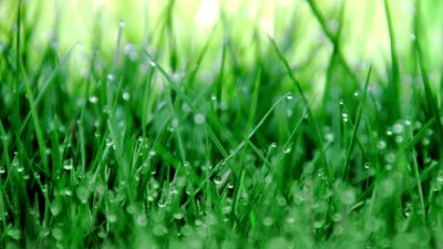 a close up of grass