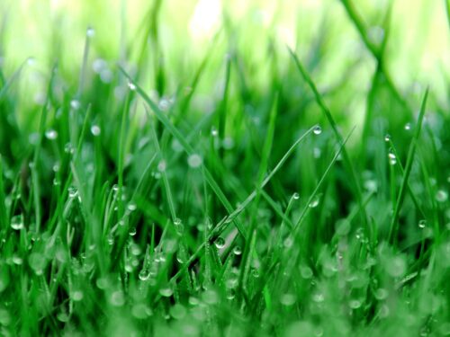 a close up of grass