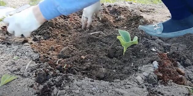 Kaip auginti moliūgą atvirame lauke screenshot-11