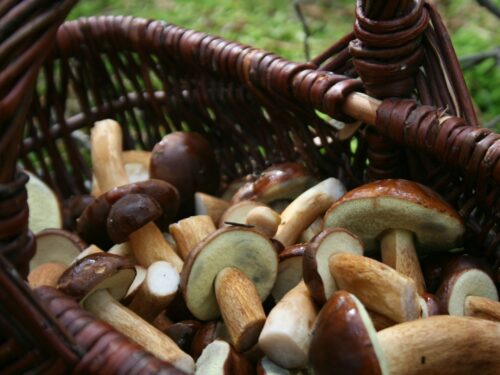 a basket filled with lots of different types of mushrooms