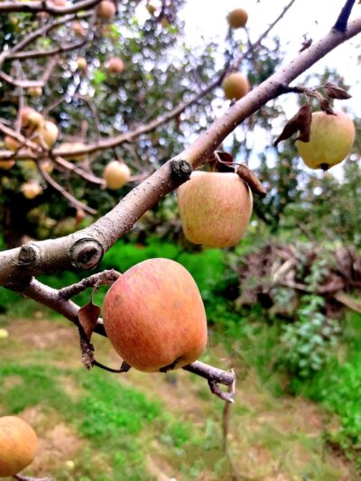 an apple tree filled with lots of ripe apples