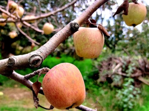 an apple tree filled with lots of ripe apples