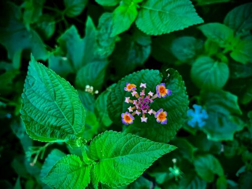 a close up of a flower on a plant