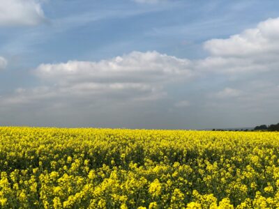 green flower field under white clouds