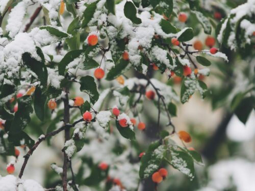 shallow focus photography of trees filled of snow