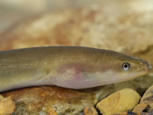 Unguriams auginti reikia tik noro