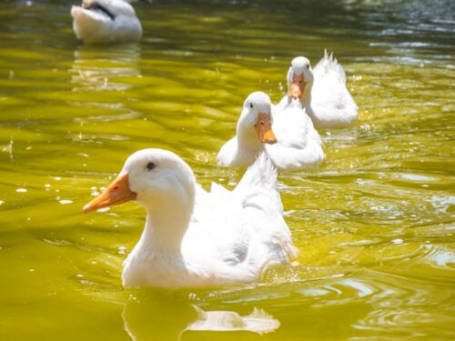 white swan on water during daytime