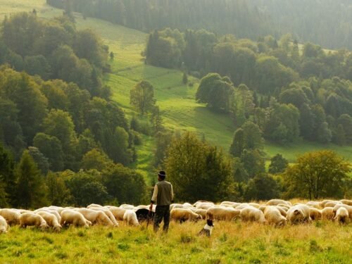 man standing in front of group of lamb