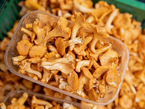 Plauti voveraites ar neplauti ir kodėl Italijoje voveraitės vadinamos grybų petražolėmis?