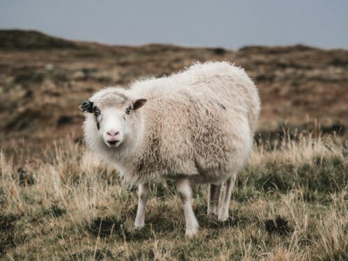 white sheep on green grass field during daytime