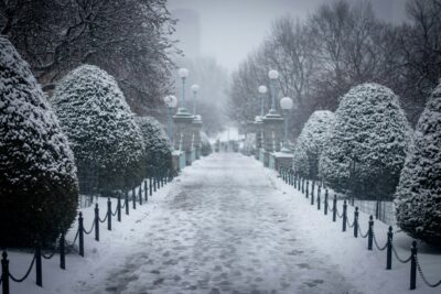 snow covered plants and ground