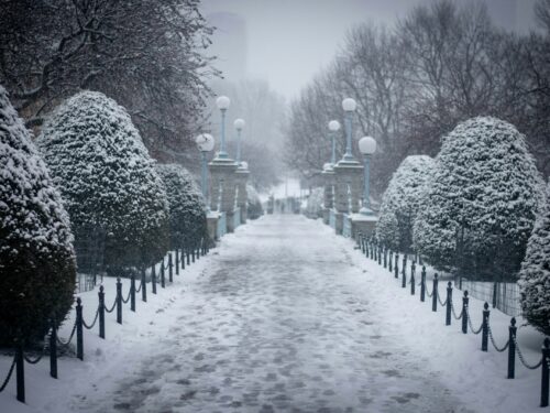 snow covered plants and ground