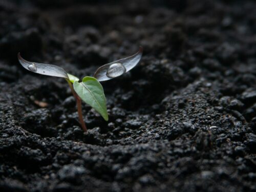 a small plant growing out of the ground