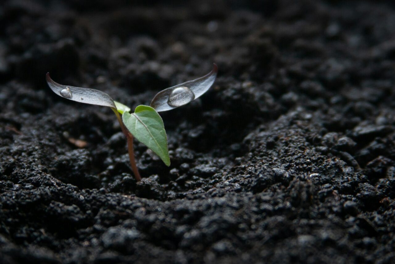 a small plant growing out of the ground