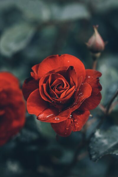 red rose in bloom in close up photography