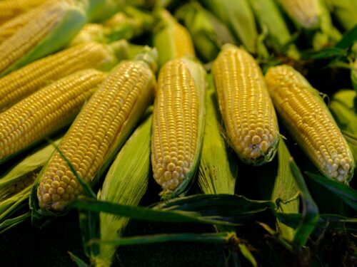 a pile of corn sitting on top of a table