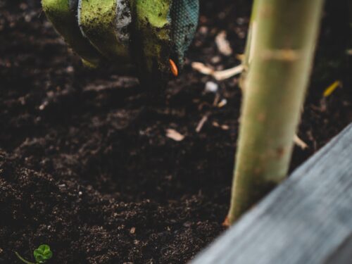 green and black frog on brown soil