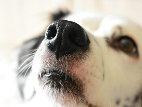 Šunų jutimo organai