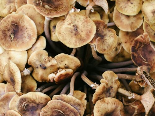 brown mushrooms