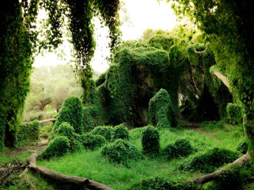 green plants during daytime