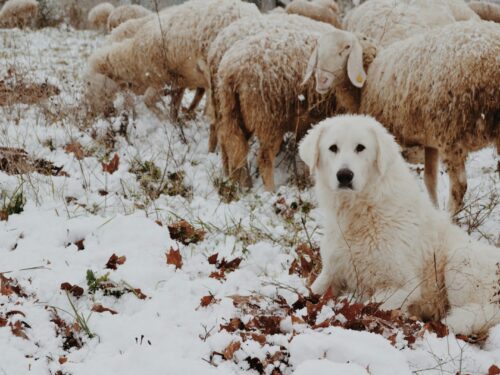 adult white dog sitting beside sheep during winter