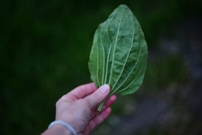 a person holding a green leaf in their hand