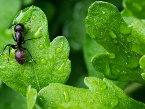 black ant on green leaf