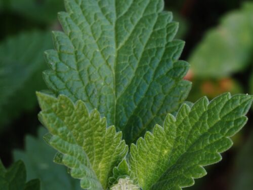 a close up of a green leaf on a plant