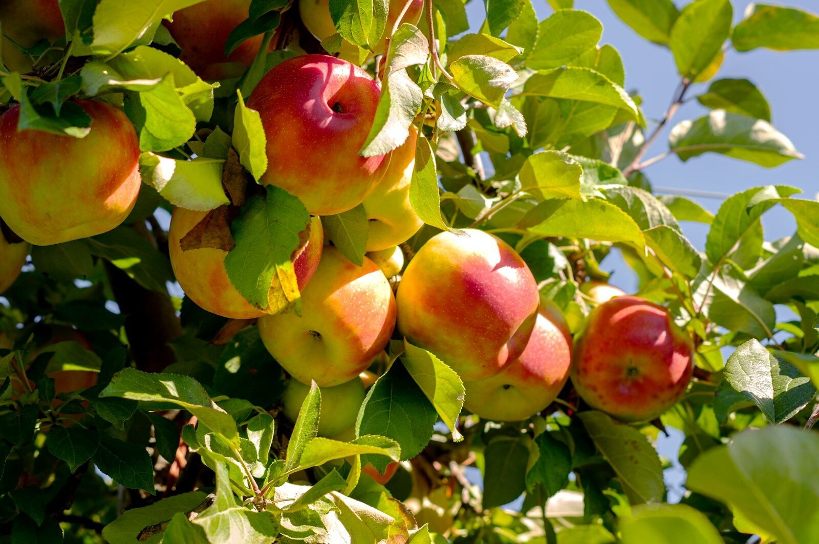a tree filled with lots of ripe fruit