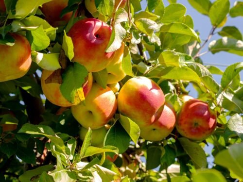 a tree filled with lots of ripe fruit