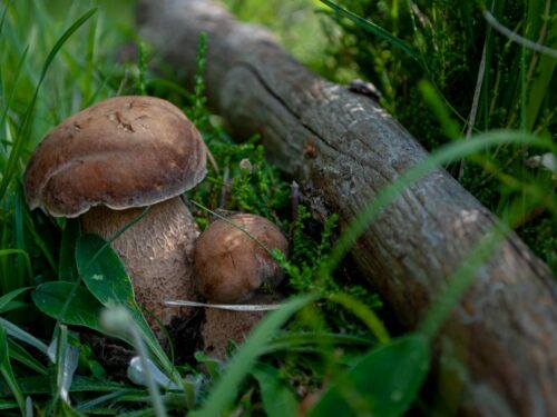 a group of mushrooms growing in the grass