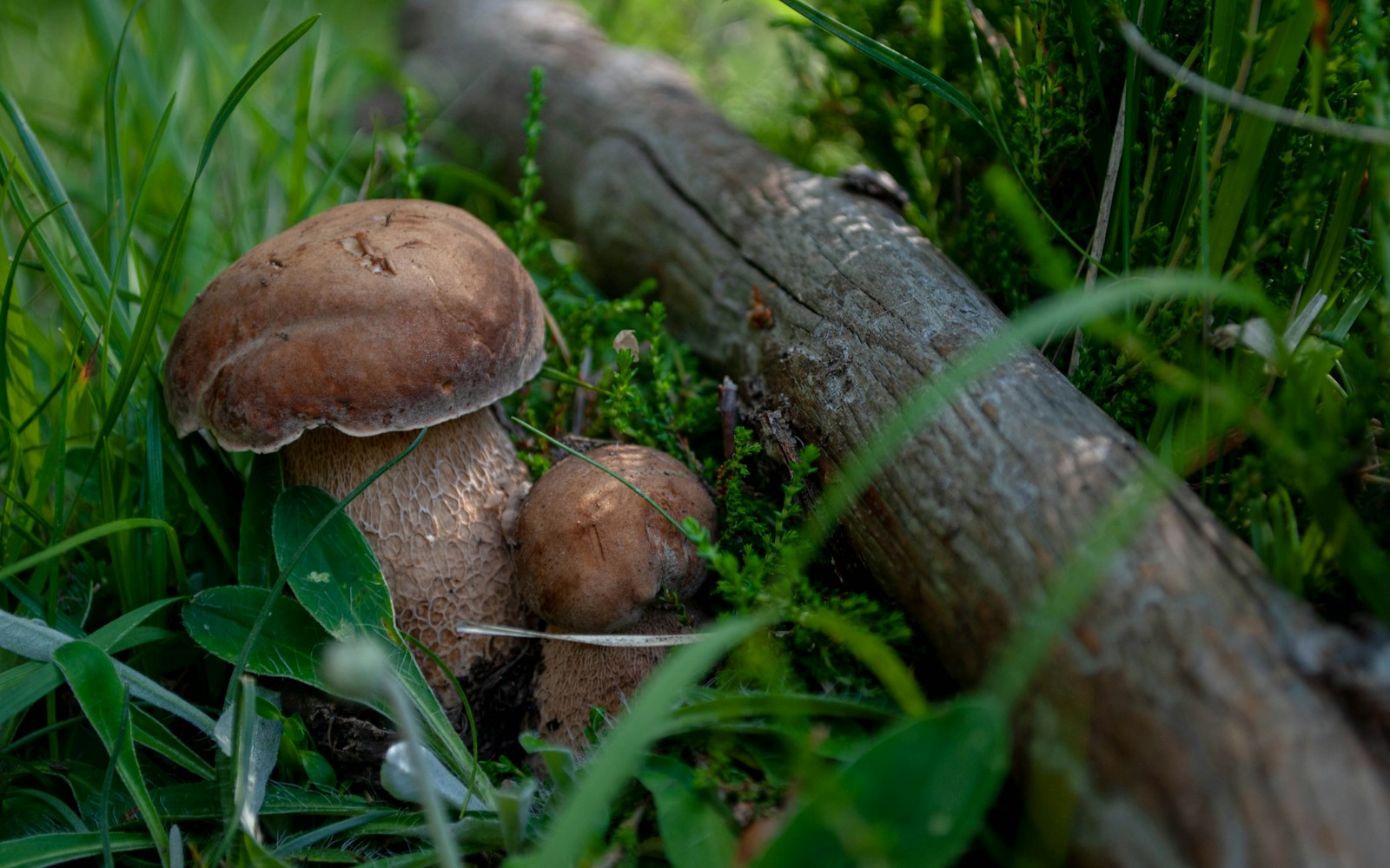 a group of mushrooms growing in the grass