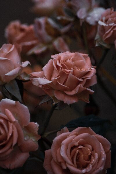 pink roses in close up photography