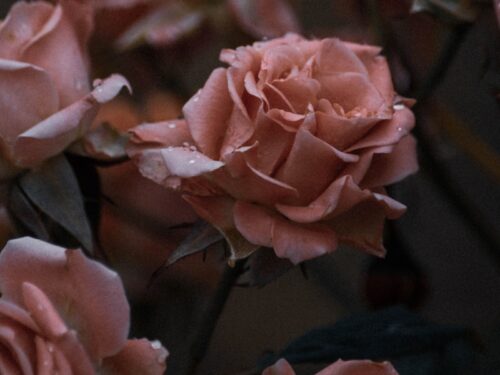 pink roses in close up photography