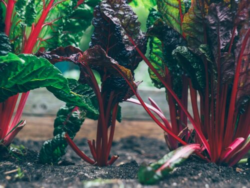 green and red plant