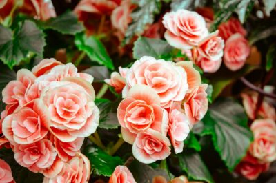 pink flowers with green leaves