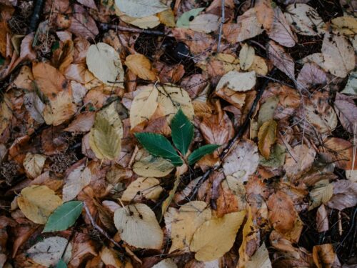 brown and green leaves