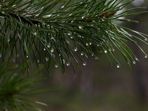 a pine branch with drops of water on it