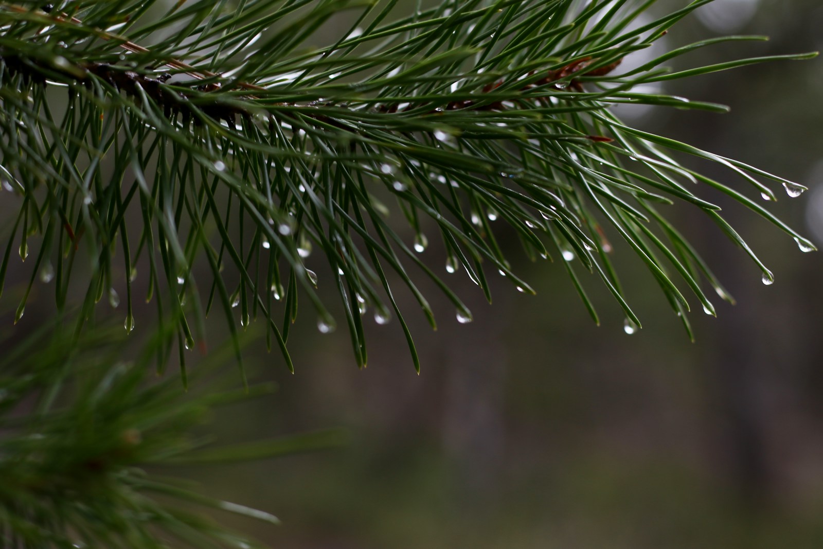 a pine branch with drops of water on it